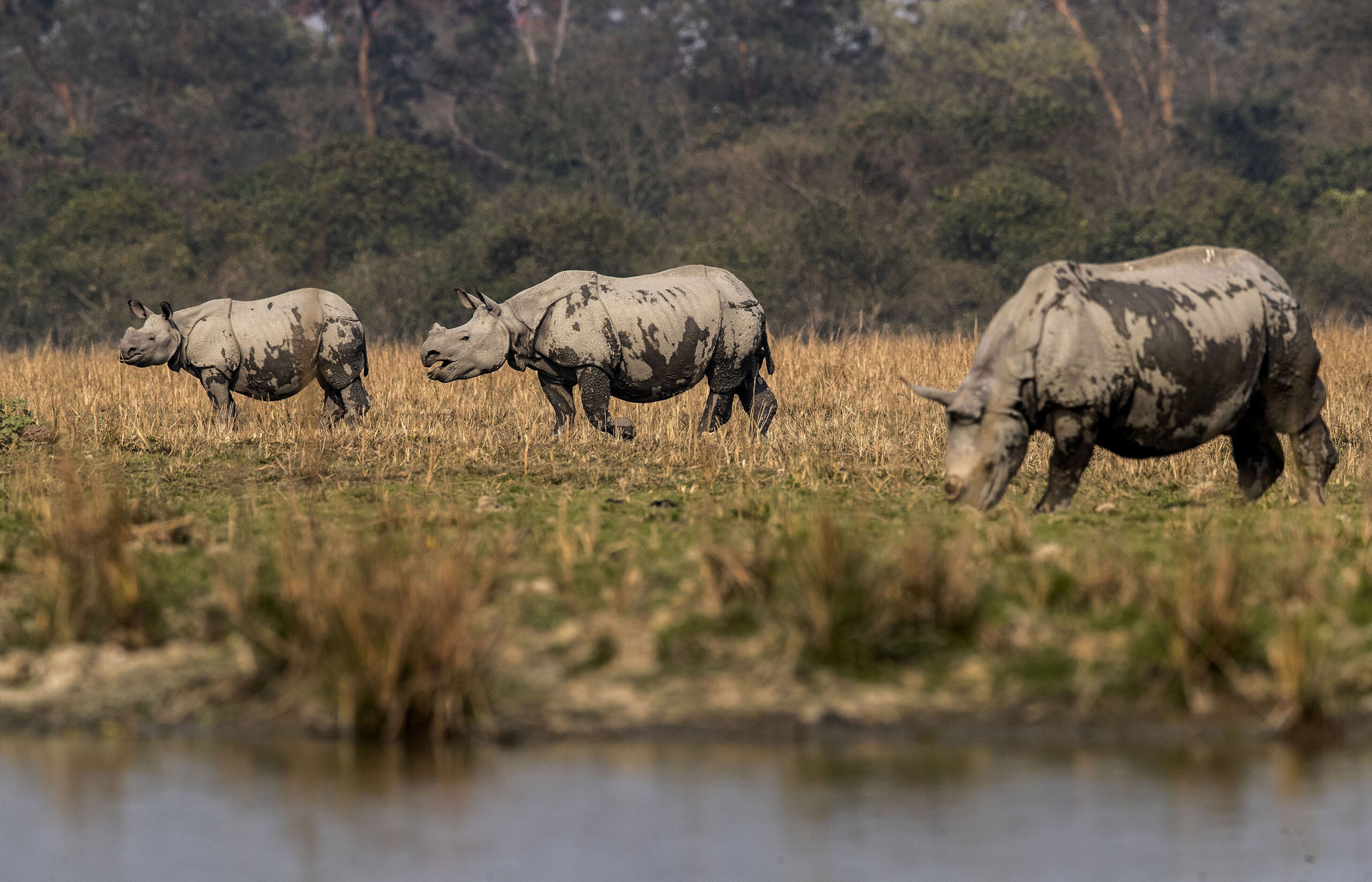 One horned Rhinoceros graze in the Pobitora wildlife sanctuary on the outskirts of Gauhati, India, Friday, Feb. 12, 2021. (AP Photo/Anupam Nath)