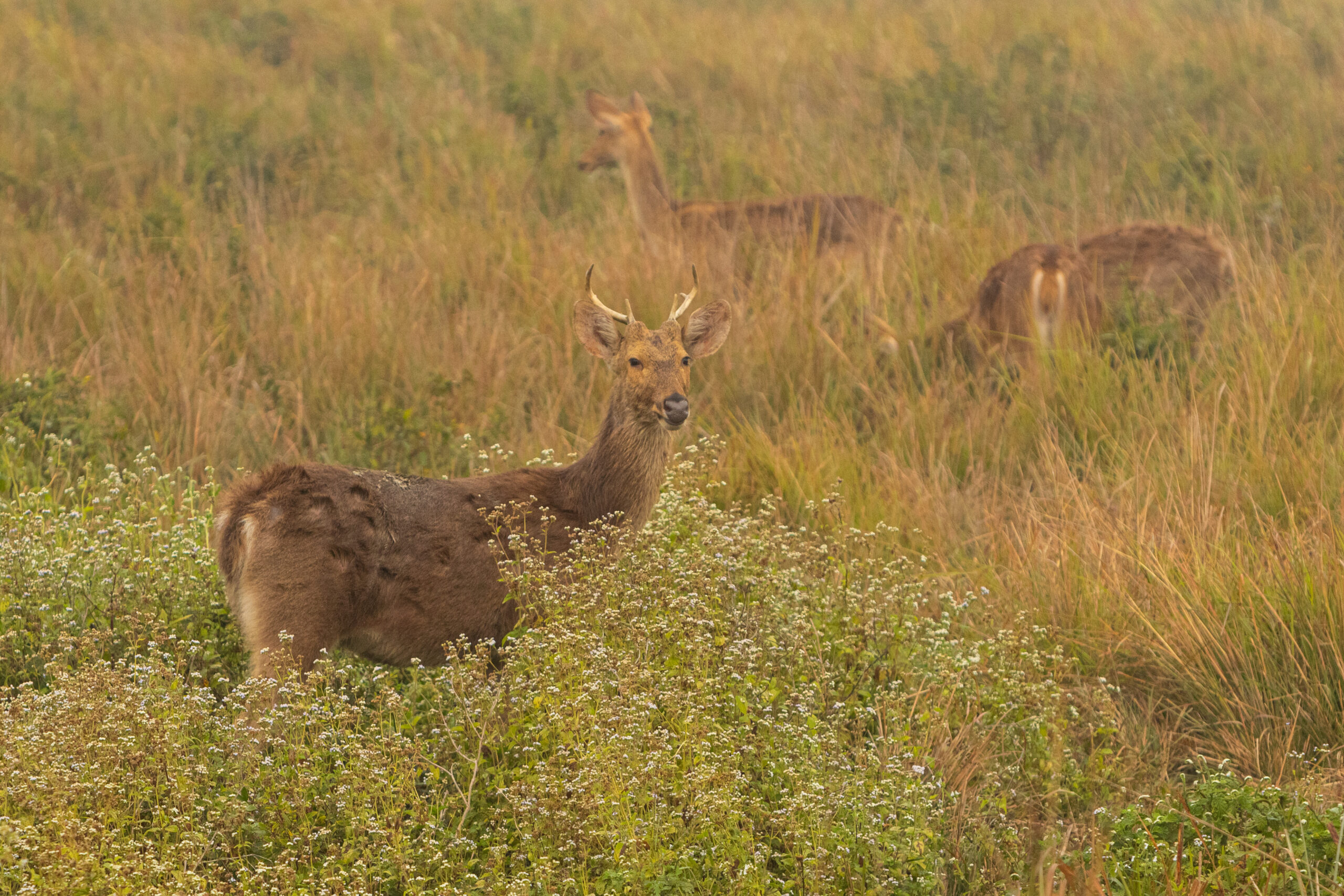 Hog deer on the grassland of kaziranga in assam