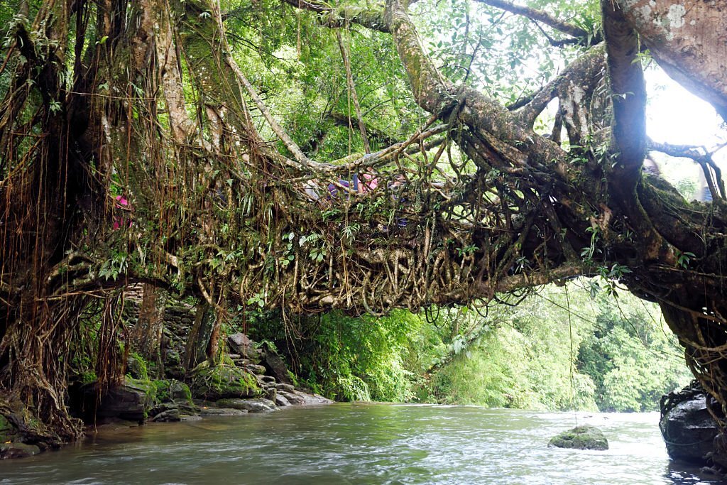 Shillong, India - July 13, 2016: A living roots bridge over a river in deep forest  tourist visit this place  to see this type of unique natural things, and  local villagers birth on the river