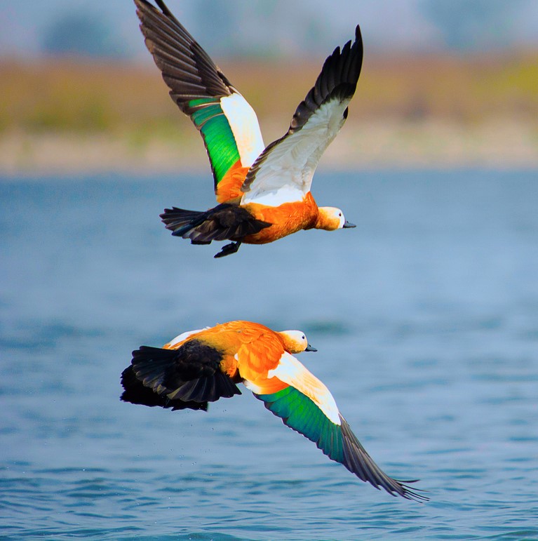 Ruddy shelduck, Tadorna ferruginea known in India as the Brahminy duck.  Kaziranga National Park, Assam, India