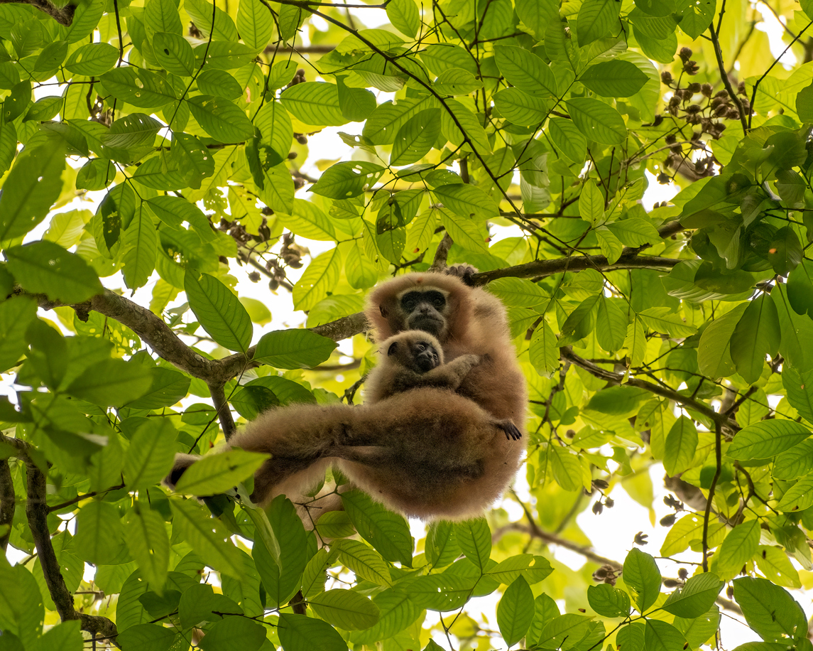 Hoolock Gibbon with cub on the tree - Assam.