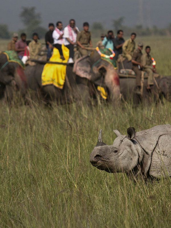 India Pobitora Opening Tourists look at an Indian Rhinoceros during an elephant ride in Pobitora Wildlife Sanctuary, some 55 kilometers east of Gauhati, India, Saturday, Oct. 31, 2015. The sanctuary which is known for the Indian one horned Rhino population reopened for tourists Saturday. The sanctuary closes annually during the rainy seasons.(AP Photo/ Anupam Nath)