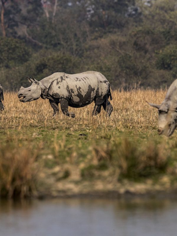 India Wild Life One horned Rhinoceros graze in the Pobitora wildlife sanctuary on the outskirts of Gauhati, India, Friday, Feb. 12, 2021. (AP Photo/Anupam Nath)