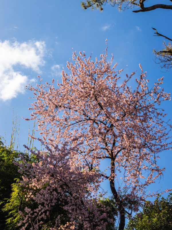 cherry blossom tree with bright blue sky at afternoon from different angles cherry blossom tree with bright blue sky at afternoon from different angles image is taken at shillong meghalaya india.