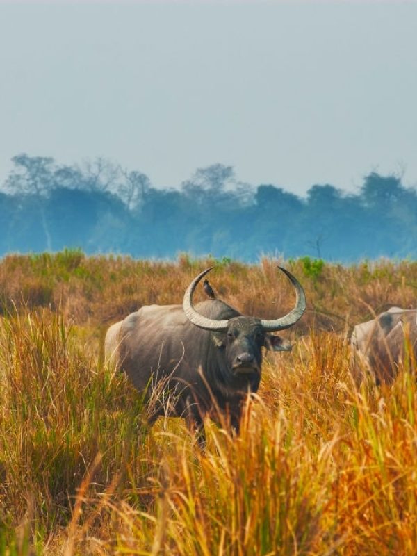 Group of grazing water buffaloes in Kaziranga National Park, India Group of grazing water buffaloes in Kaziranga National Park, India
