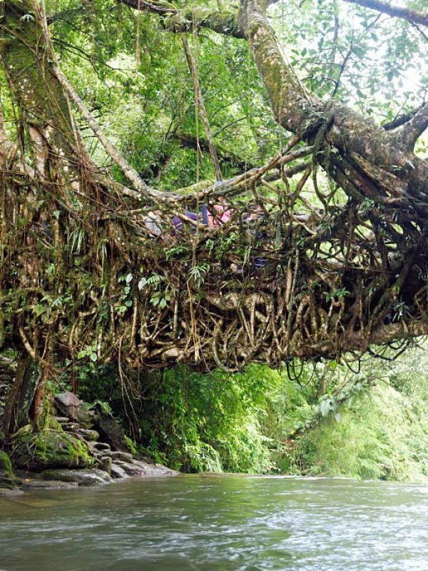 Shillong, India - July 13, 2016: A living roots bridge over a river in deep forest  tourist visit this place  to see this type of unique natural things, and  local villagers birth on the river