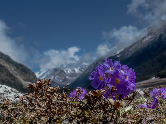 Purple flowers (Primula farinose) or Himalayan Primrose at Yumthang valley, Sikkim, India Purple flowers (Primula farinose) or Himalayan Primrose at Yumthang valley, Sikkim, India
