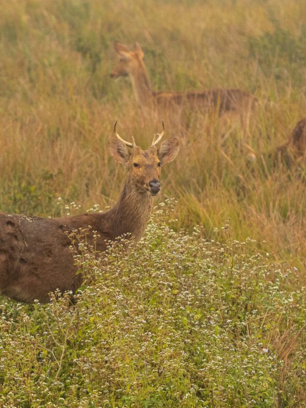 Hog deer on the grassland of kaziranga in assam Hog deer on the grassland of kaziranga in assam