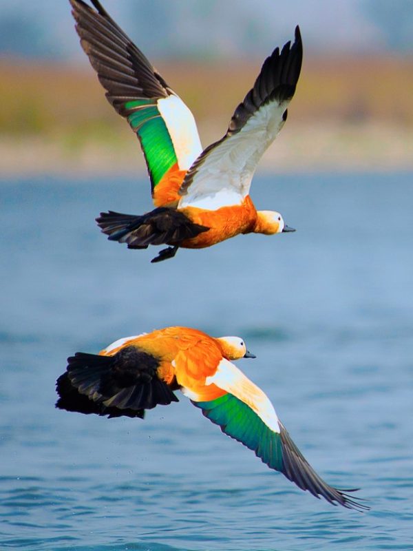Ruddy shelduck, Tadorna ferruginea known in India as the Brahminy duck. Kaziranga National Park, Assam, India Ruddy shelduck, Tadorna ferruginea known in India as the Brahminy duck. Kaziranga National Park, Assam, India