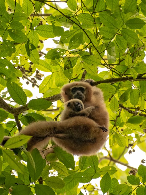 Hoolock Gibbon with cub on the tree – Assam. Hoolock Gibbon with cub on the tree - Assam.