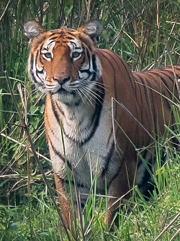 royal bengal tiger royal bengal tiger